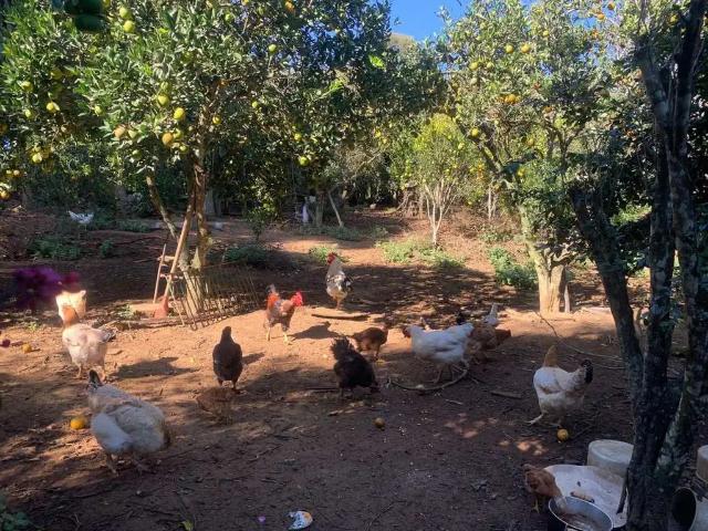 Sítio / Chácara para Venda em Ibiúna/SP Gabriel 2 Quartos