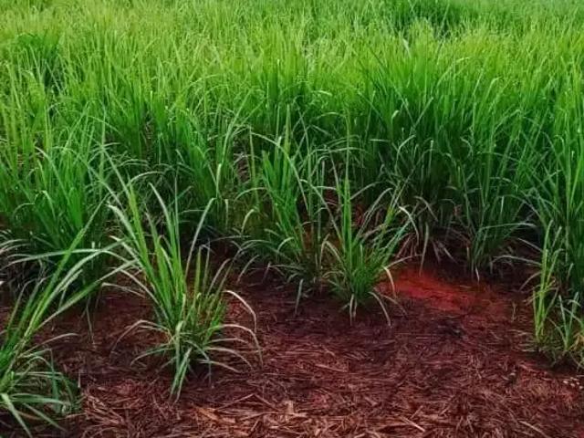 Sítio / Chácara para Venda em Igarapava/SP Centro