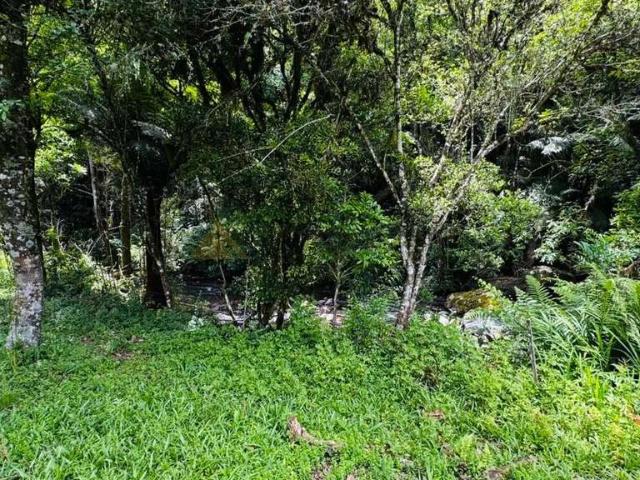 Sítio / Chácara para Venda em Igrejinha/RS Serra Grande