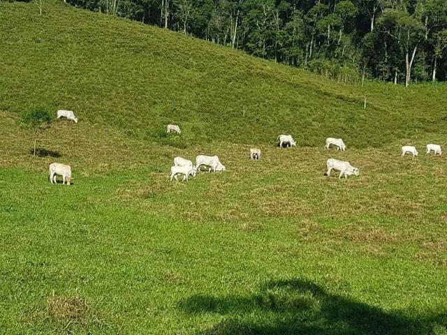 Sítio / Chácara para Venda em Iporanga/SP Centro 1 Quartos