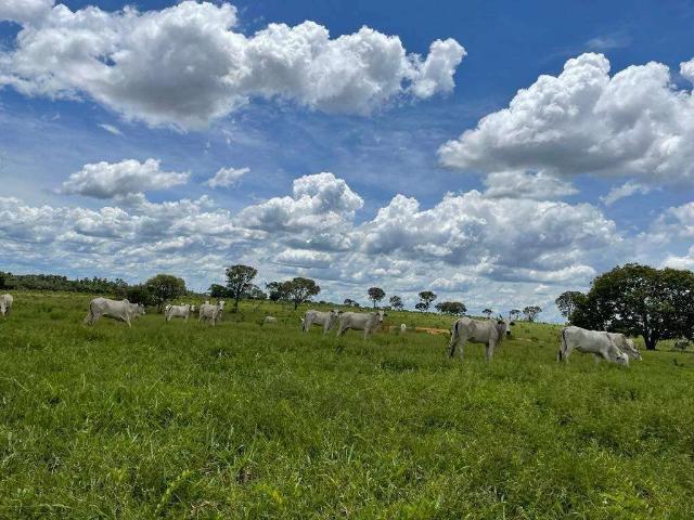 Sítio / Chácara para Venda em Iturama/MG Centro