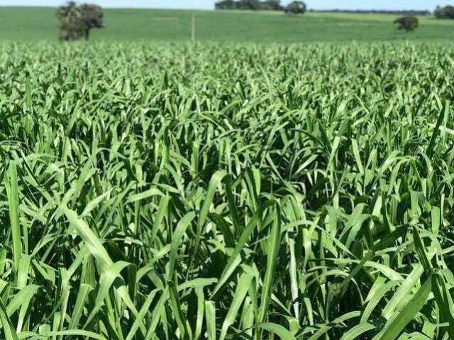 Sítio / Chácara para Venda em Iturama/MG Zona Rural