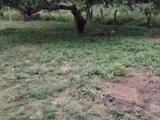 Sítio / Chácara para Venda em Itabaiana/SE Área Rural de Itabaiana
