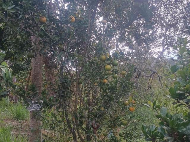 Sítio / Chácara para Venda em Itaguara/MG Zona Rural 3 Quartos