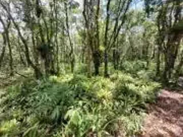 Sítio / Chácara para Venda em Itanhaém/SP Gaivota