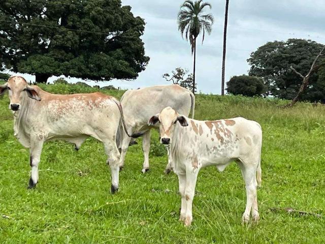 Sítio / Chácara para Venda em Itapagipe/MG Centro