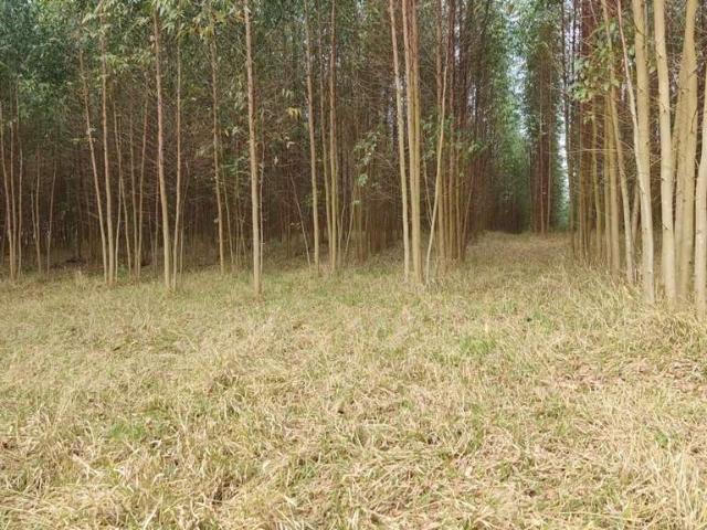 Sítio / Chácara para Venda em Itapetininga/SP Área Rural de Itapetininga 1 Quartos