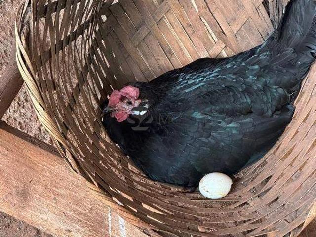 Sítio / Chácara para Venda em Itapira/SP Condomínio de Chácaras de Recreio Recanto Jacuba 3 Quartos