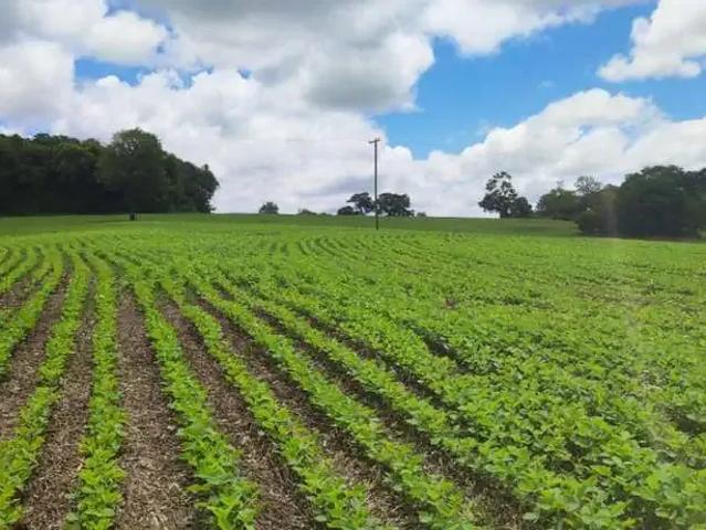Sítio / Chácara para Venda em Itararé/SP Zona Rural 1 Quartos