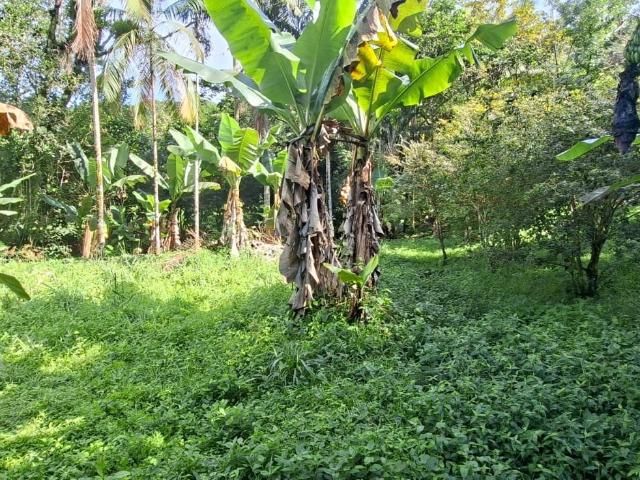 Sítio / Chácara para Venda em Itariri/SP Ana Dias