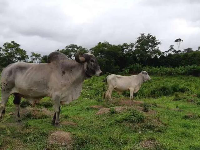 Sítio / Chácara para Venda em Itariri/SP Igrejinha 2 Quartos