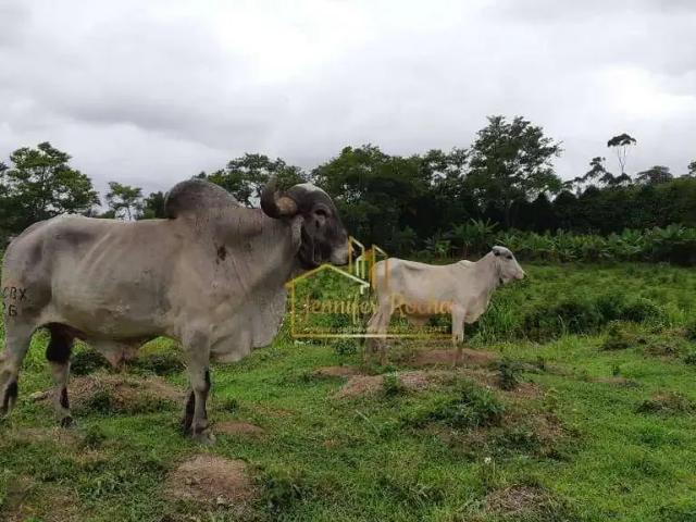 Sítio / Chácara para Venda em Itariri/SP Igrejinha 2 Quartos