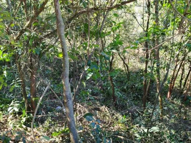 Sítio / Chácara para Venda em Itatiaiuçu/MG Centro