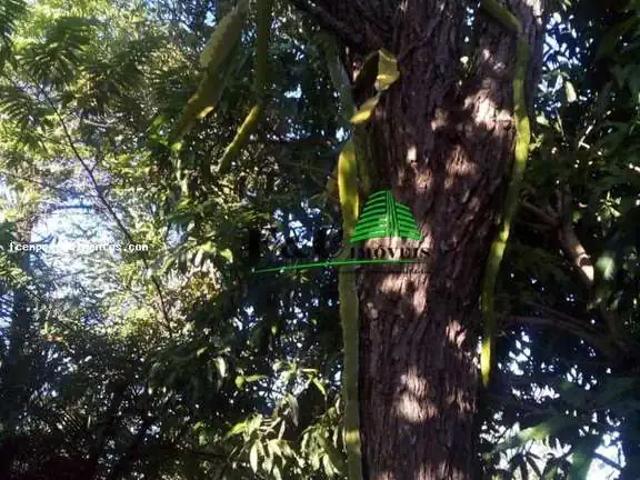 Sítio / Chácara para Venda em Itirapina/SP Planalto da Serra Verde 1 Quartos