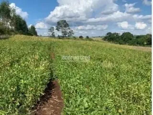 Sítio / Chácara para Venda em Jataizinho/PR Zona Rural