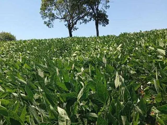 Sítio / Chácara para Venda em Jataizinho/PR Zona Rural 1 Quartos