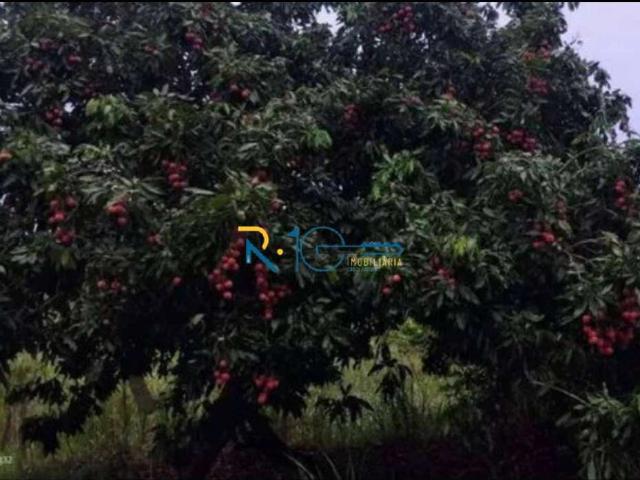 Sítio / Chácara para Venda em Jataizinho/PR Zona Rural