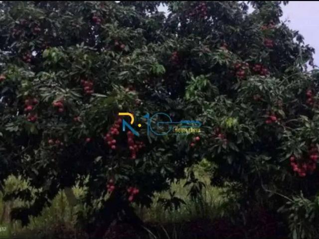 Sítio / Chácara para Venda em Jataizinho/PR Zona Rural