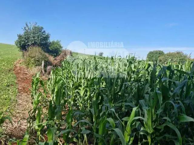 Sítio / Chácara para Venda em Jataizinho/PR Zona Rural