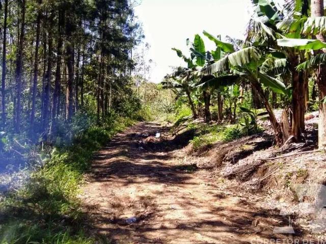 Sítio / Chácara para Venda em Jacinto Machado/SC Centro