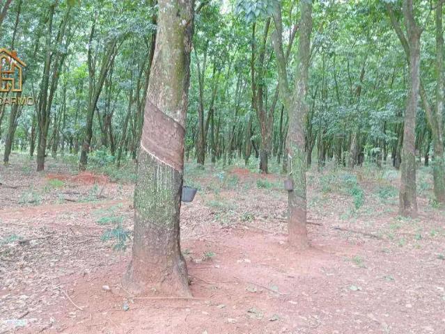 Sítio / Chácara para Venda em Jaci/SP Zona Rural 2 Quartos