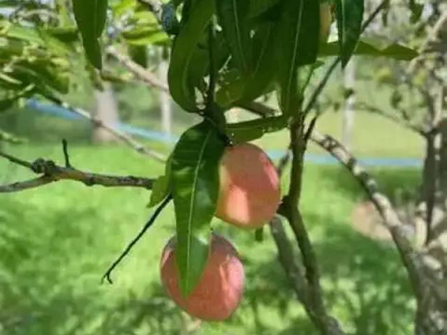 Sítio / Chácara para Venda em Jacutinga/MG Zona Rural 2 Quartos