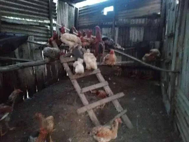 Sítio / Chácara para Venda em Jaguaquara/BA Zona Rural 6 Quartos