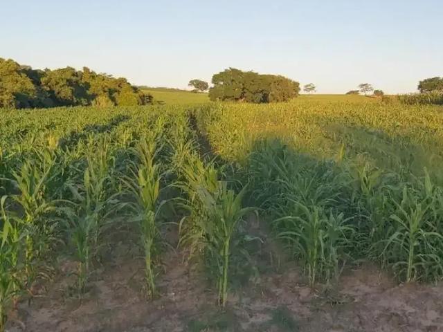 Sítio / Chácara para Venda em Jales/SP Área Rural de Jales