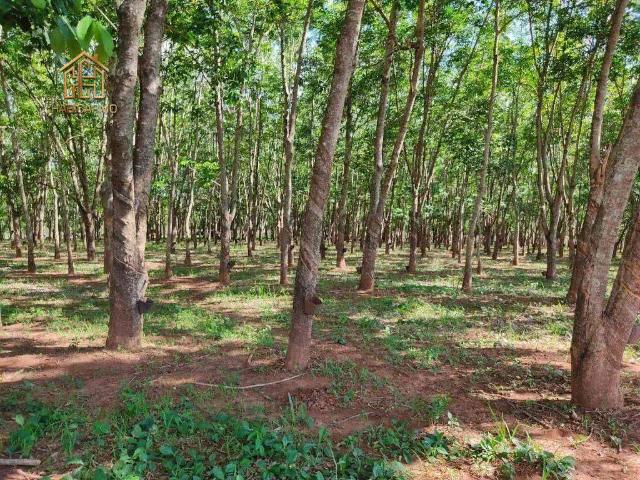 Sítio / Chácara para Venda em Jales/SP Área Rural de Jales 2 Quartos