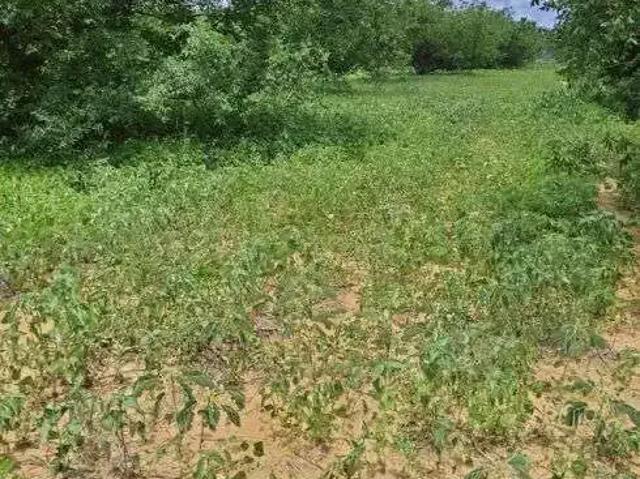 Sítio / Chácara para Venda em Jandaíra/RN Centro 3 Quartos