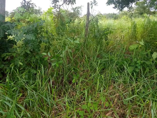 Sítio / Chácara para Venda em Jaraguari/MS Zona Rural