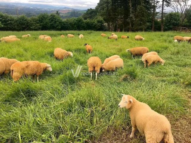 Sítio / Chácara para Venda em Jarinu/SP Rio Abaixo 2 Quartos