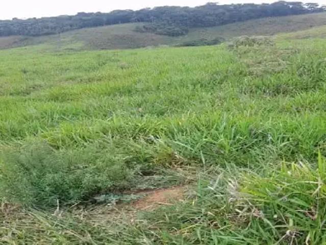 Sítio / Chácara para Venda em Juiz de Fora/MG Área Rural de Juiz de Fora