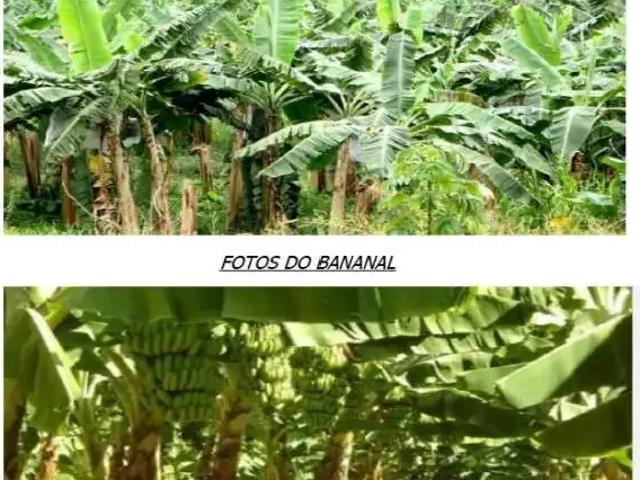 Sítio / Chácara para Venda em Juquiá/SP Centro