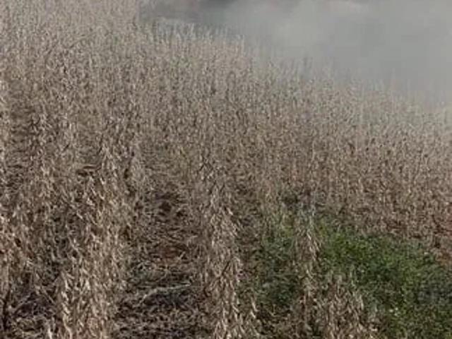 Sítio / Chácara para Venda em Ortigueira/PR Zona Rural 2 Quartos