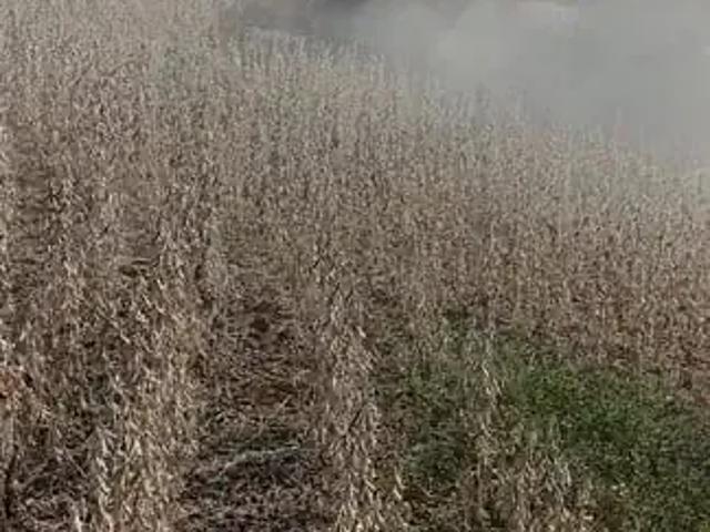 Sítio / Chácara para Venda em Ortigueira/PR Zona Rural 2 Quartos
