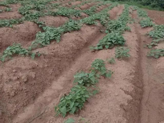 Sítio / Chácara para Venda em Ouro Branco/MG Zona Rural