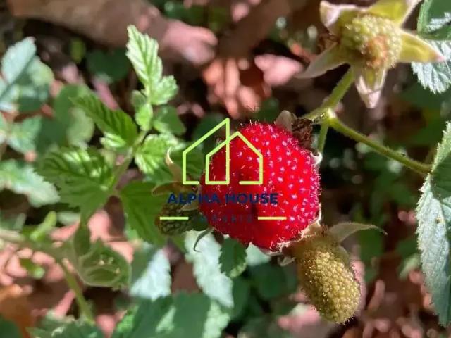 Sítio / Chácara para Venda em Lorena/SP Jardim Novo Horizonte 1 Quartos