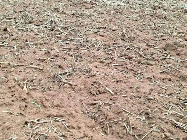 Sítio / Chácara para Venda em Lagamar/MG Zona Rural