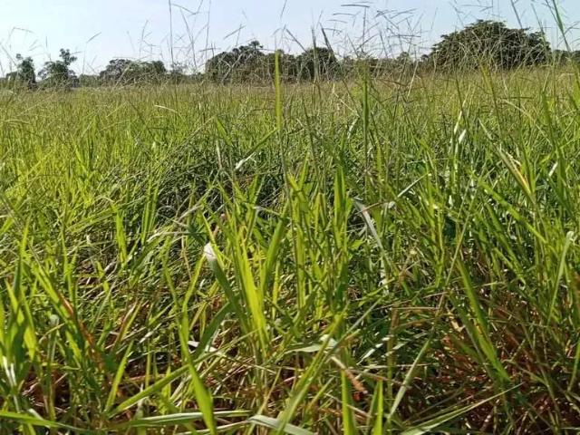 Sítio / Chácara para Venda em Lagoa Santa/GO Centro