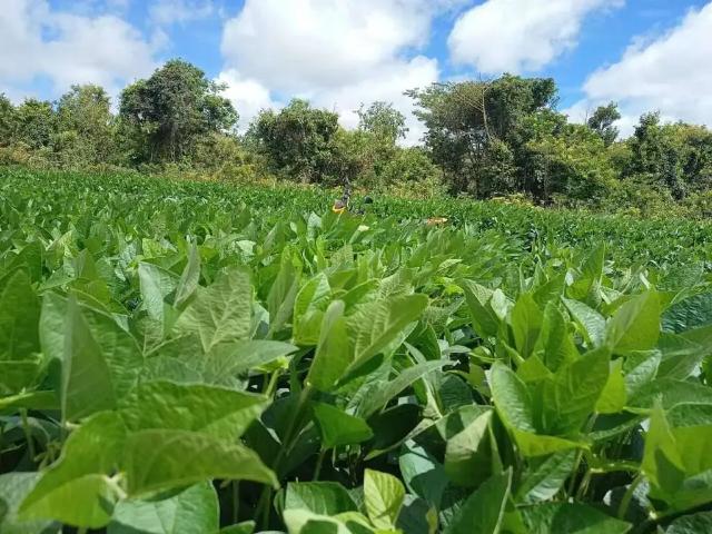Sítio / Chácara para Venda em Monte Alegre de Minas/MG Zona Rural