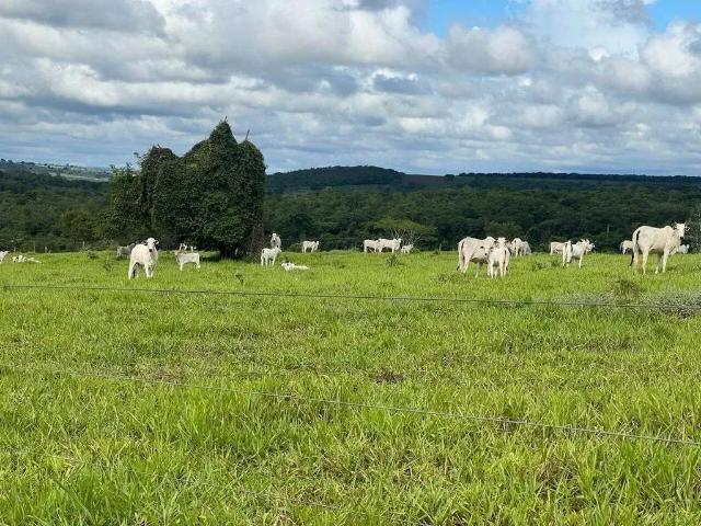 Sítio / Chácara para Venda em Monte Alegre de Minas/MG Zona Rural 1 Quartos
