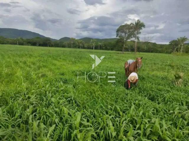 Sítio / Chácara para Venda em Monte Alegre de Goiás/GO Zona Rural 1 Quartos