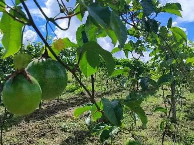 Sítio / Chácara para Venda em Monte Alegre/RN Centro 1 Quartos