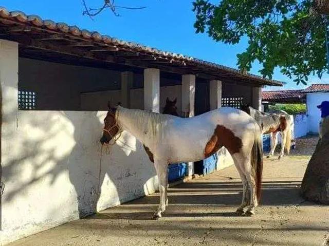 Sítio / Chácara para Venda em Monte Alegre/RN Centro 1 Quartos