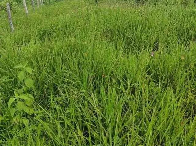 Sítio / Chácara para Venda em Monte Alegre/RN Centro 3 Quartos