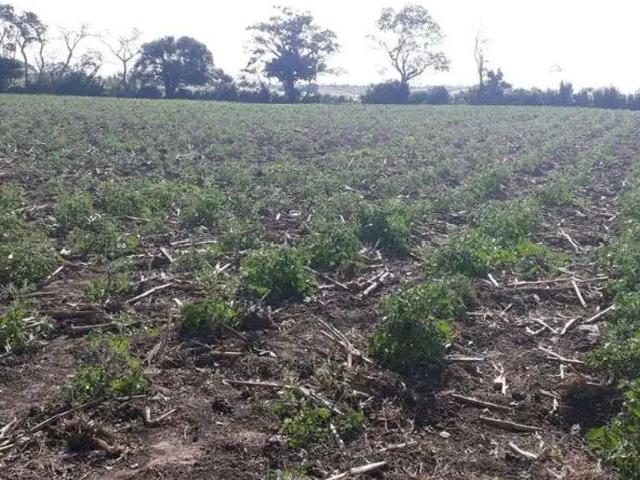 Sítio / Chácara para Venda em Monte Alegre/RN Centro 3 Quartos