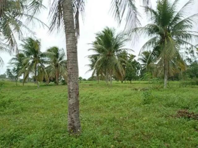 Sítio / Chácara para Venda em Monte Alegre/RN Centro 3 Quartos