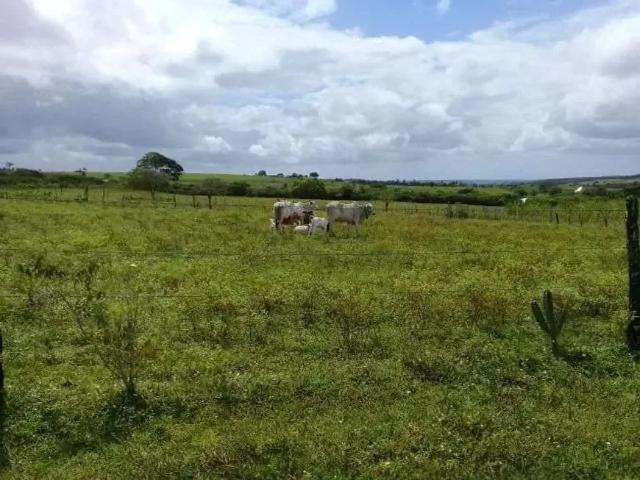 Sítio / Chácara para Venda em Monte Alegre/RN Centro 3 Quartos
