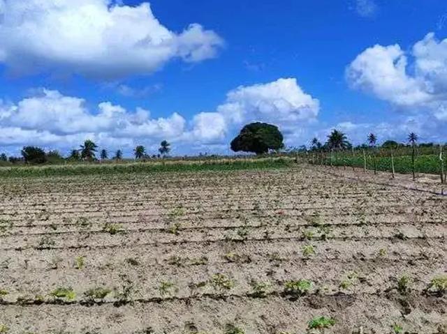 Sítio / Chácara para Venda em Monte Alegre/RN Centro 3 Quartos